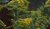 Solidago altissima, flowers