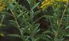 Solidago altissima, flowers