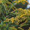 Solidago altissima, flowers