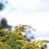 Solidago altissima, flowers