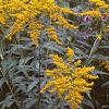 Solidago canadensis, habit