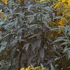 Solidago canadensis, habit