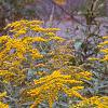 Solidago canadensis, habit