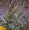 Solidago canadensis, habit