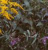 Solidago canadensis, habit