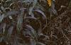 Solidago canadensis, habit