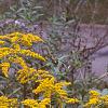 Solidago canadensis, habit