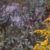 Solidago canadensis, habit