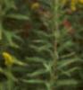 Solidago canadensis, flowers