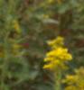 Solidago canadensis, flowers