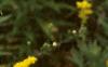 Solidago canadensis, flowers