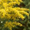 Solidago canadensis, flowers