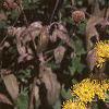 Solidago rigida, habit