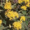 Solidago rigida, habit