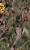 Solidago rigida, habit
