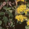 Solidago rigida, habit