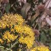Solidago rigida, habit