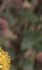 Solidago rigida, flowers
