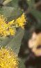 Solidago rigida, flowers