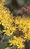Solidago rigida, flowers