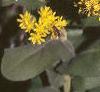 Solidago rigida, flowers