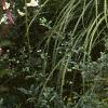 Solidago rugosa 'Fireworks', habit