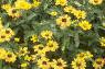 Solidago rugosa 'Fireworks', habit