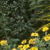 Solidago rugosa 'Fireworks', habit