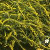 Solidago rugosa 'Fireworks', habit