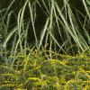 Solidago rugosa 'Fireworks', habit