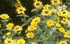Solidago rugosa 'Fireworks', habit