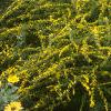 Solidago rugosa 'Fireworks', habit