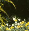Solidago rugosa 'Fireworks', habit