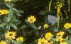Solidago rugosa 'Fireworks', habit