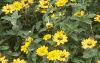 Solidago rugosa 'Fireworks', habit