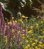Solidago 'Strahlenkrone', habit