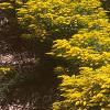 Solidago 'Strahlenkrone', habit