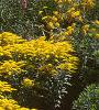 Solidago 'Strahlenkrone', habit