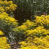 Solidago 'Strahlenkrone', habit