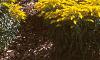 Solidago 'Strahlenkrone', habit