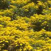 Solidago 'Strahlenkrone', habit
