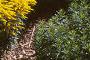 Solidago 'Strahlenkrone', habit