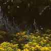 Solidago 'Strahlenkrone', habit