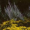 Solidago 'Strahlenkrone', habit