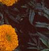 Tagetes 'Atlantis Orange', flowers