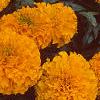 Tagetes 'Atlantis Orange', flowers