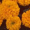 Tagetes 'Atlantis Orange', flowers