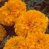 Tagetes 'Atlantis Orange', flowers