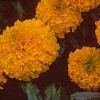 Tagetes 'Atlantis Orange', flowers