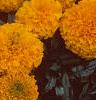 Tagetes 'Atlantis Orange', flowers